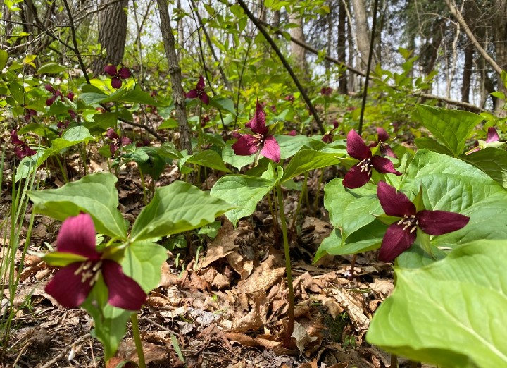 Red Trillium